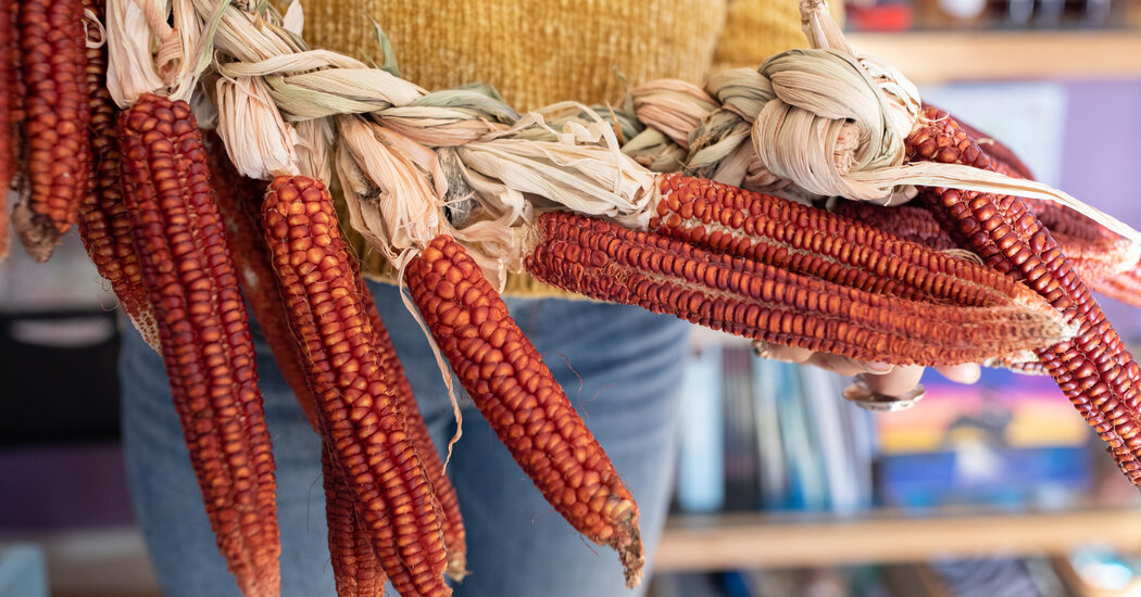 A Thanksgiving History Lesson, in a Handful of Corn