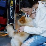 C.D.C. Eases Up on Dog Travel Ban