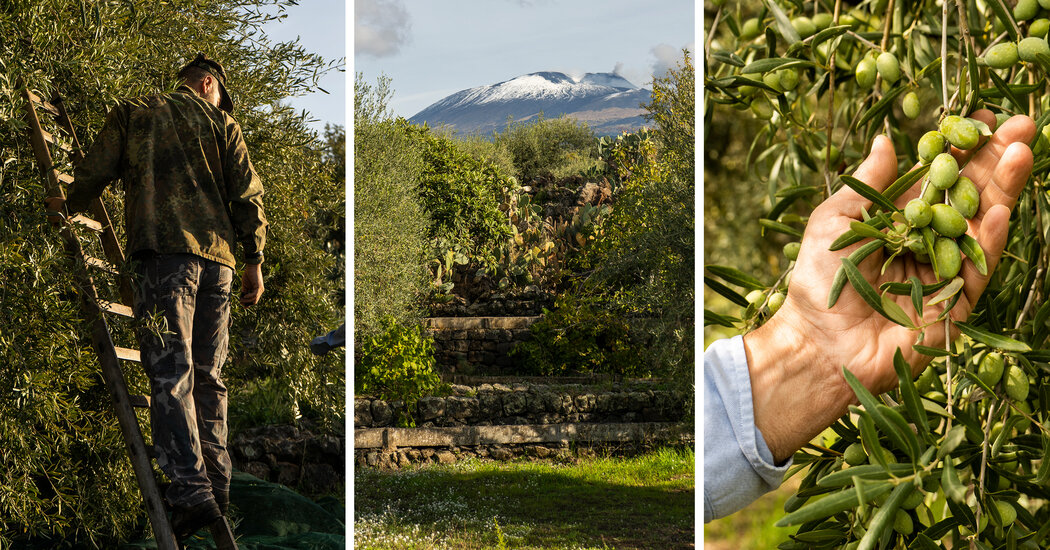 Cultivating Olives on the Slopes of Mount Etna