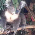 ‘Koala Massacre’: Australia Files Hundreds of Animal Cruelty Charges