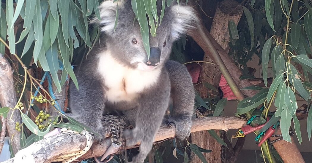 ‘Koala Massacre’: Australia Files Hundreds of Animal Cruelty Charges