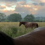 Can a New Line of Work Help Save These Wild Welsh Ponies?