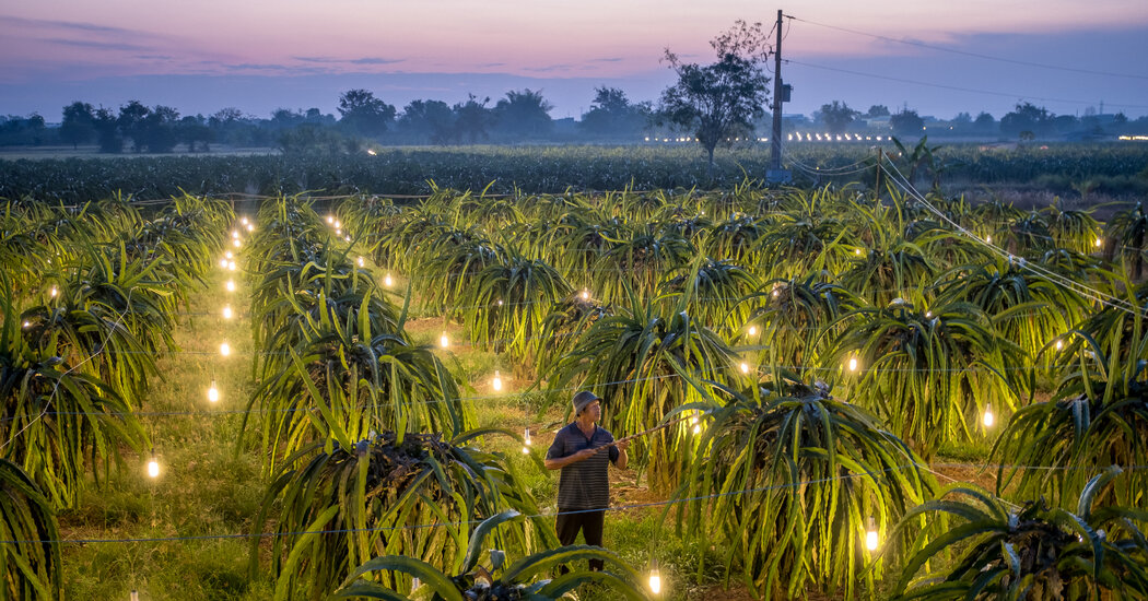 Collateral Damage of China’s Virus Policy: Fruit