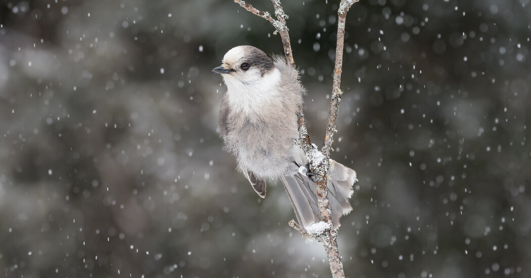 The Magic of Birdwatching in Ontario’s Algonquin Provincial Park