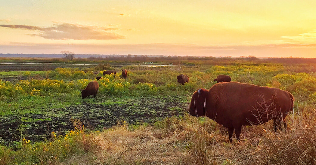 Where to See Winter Wildlife in the U.S.