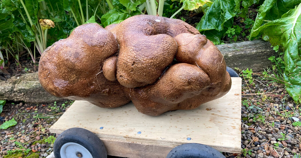 Is This the World’s Largest Potato?