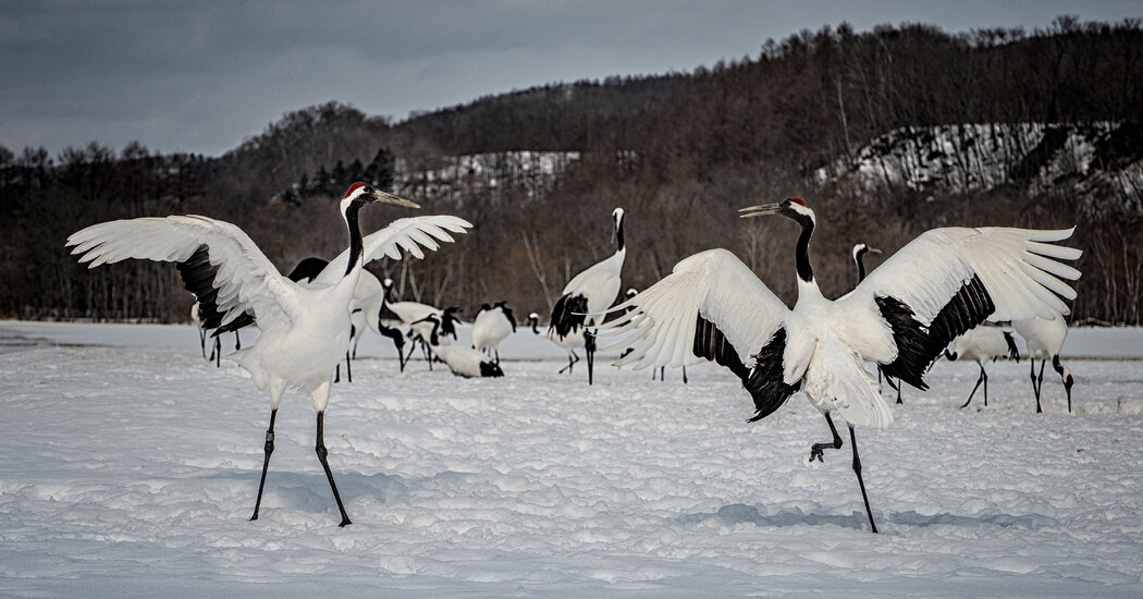 Japan Saved Red-Crowned Cranes. Can They Survive Without Humans?