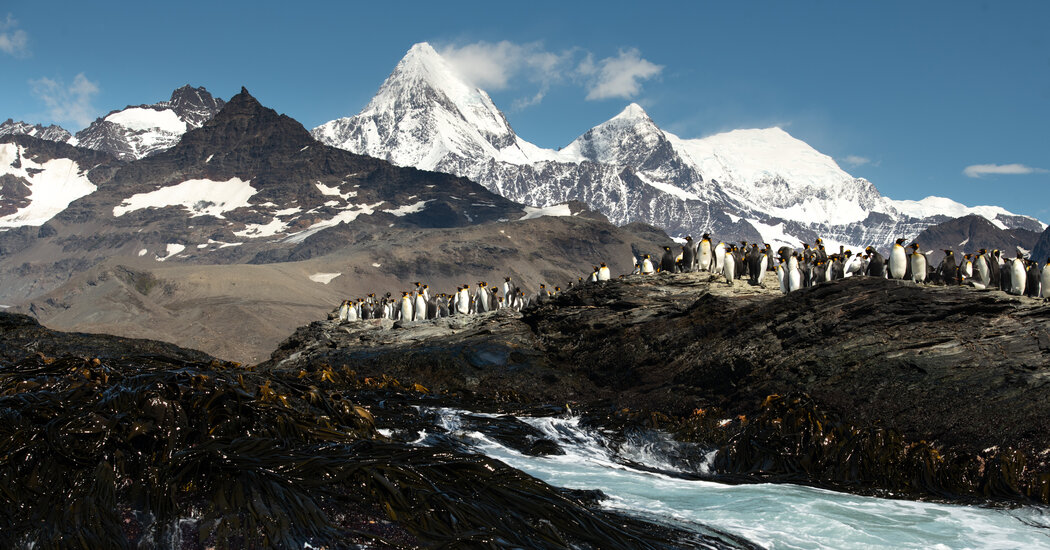 A Portrait of South Georgia: Abundance, Exploitation, Recovery