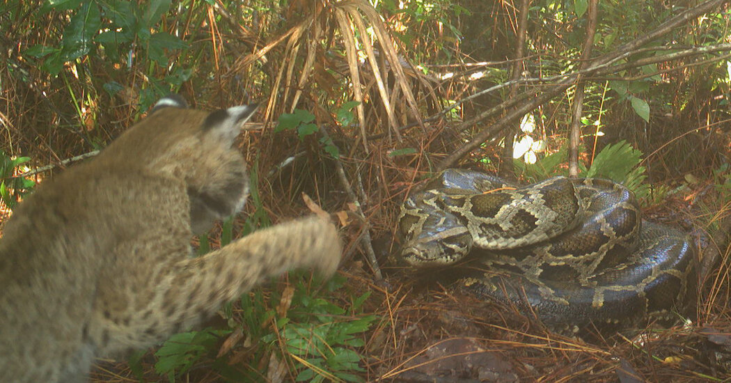 Bobcats With a Taste for Python Eggs Might Be the Guardians of Florida’s Swamp