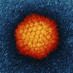 C.D.C. Issues Alert Over Cluster of Hepatitis Cases in Children
