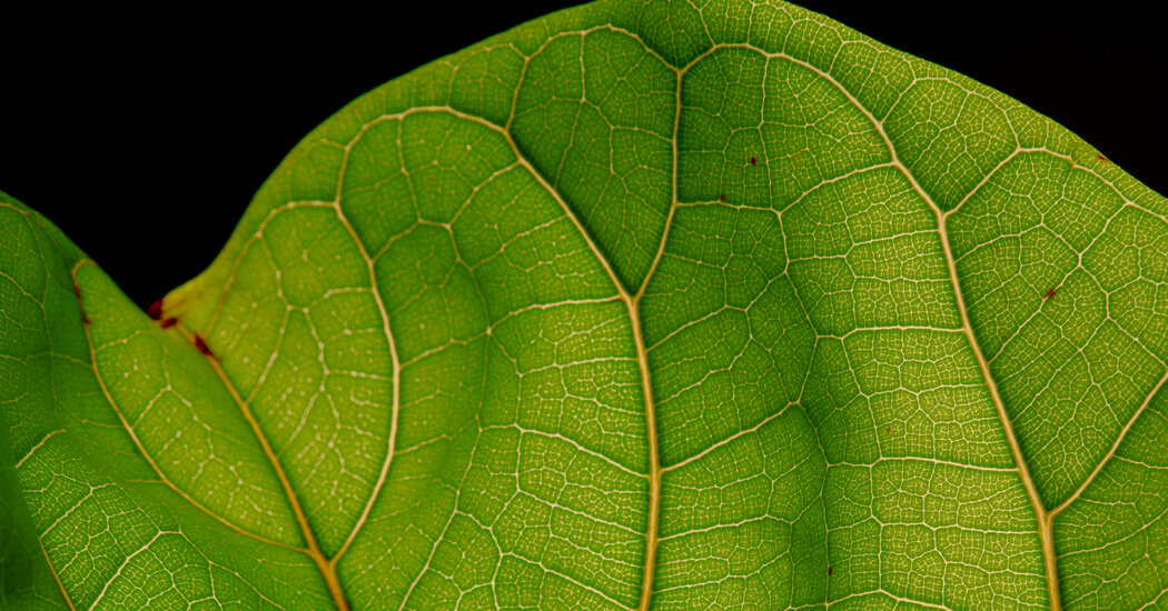 The Fiddle Leaf Fig Is Dead. What’s the New Popular Plant?