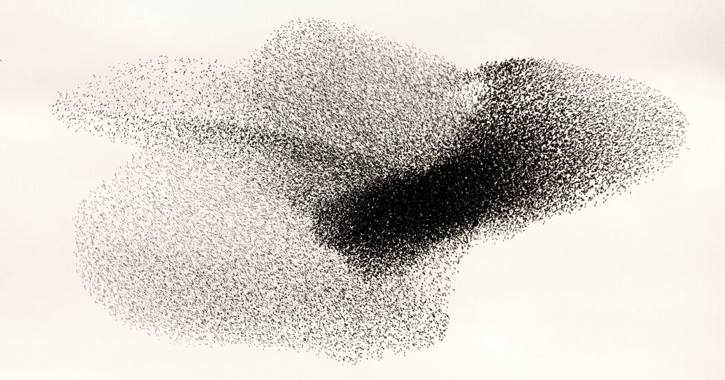 The Transfixing Beauty of Starling Murmurations