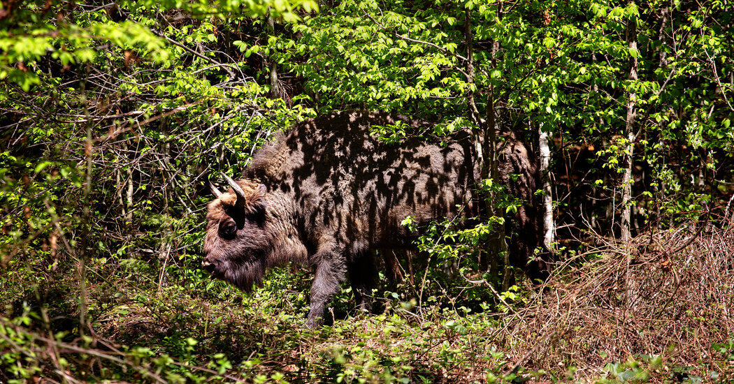 In Romania’s Transylvanian Alps, See Bison on Safari