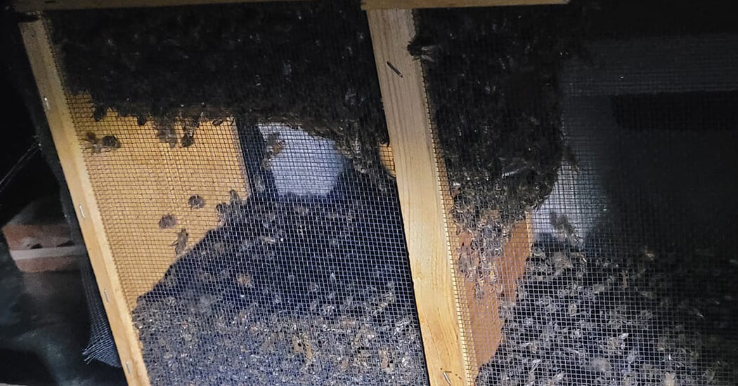 Millions of Bees Bound for Alaska Are Rerouted and Die in Atlanta