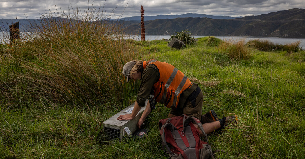 New Zealand’s Biodiversity Crisis Prompts Extreme Measures