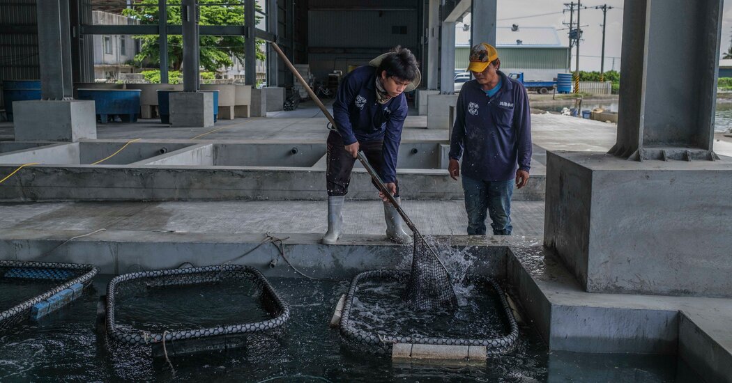 To Pressure Taiwan, China is Now Targeting its Grouper Exports