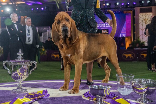 Westminster Dog Show: Trumpet the Bloodhound Wins Best in Show