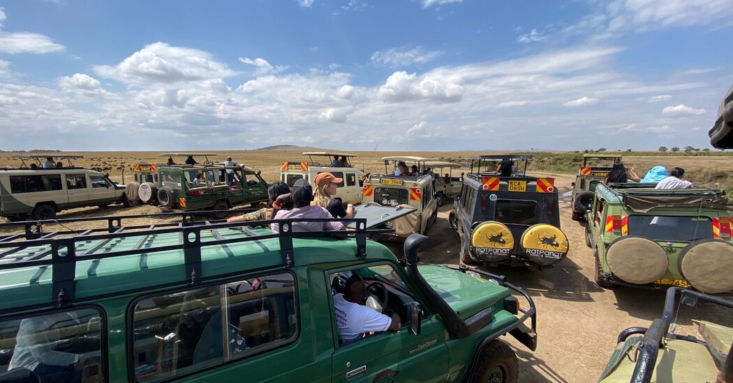 The Cheetahs Made a Kill. Then the Safari Trucks Swarmed In.